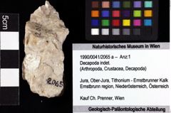 Foto (Objket + Etiketten) von Decapoda indet. 